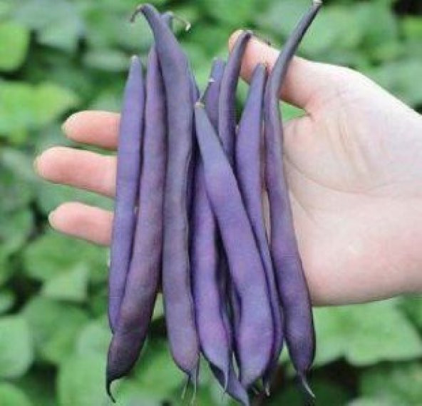 Nadir İthal Mor Fasulye Tohumu Ekim Seti 3 Tohum Fasülye Tohumu Saksı Toprak Kombin - 4