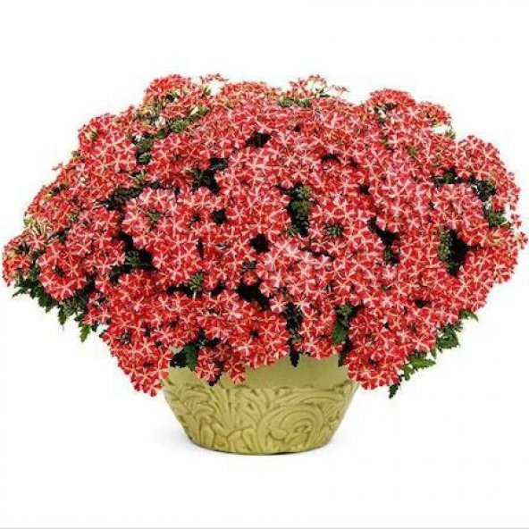 Nadir Karışık Verbana Çiçeği Tohumu Ekim Seti Çiçek Tohumu 5 Tohum Saksı Toprak Kombin ürün görseli