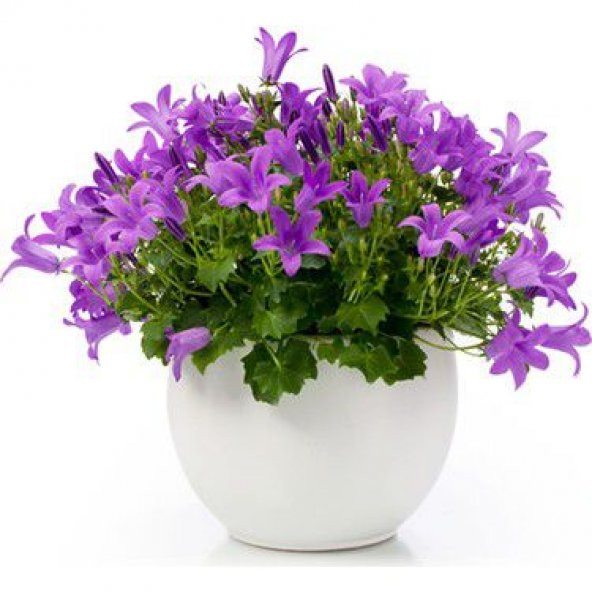 Nadir İthal Mor Campanula Çiçeği Tohumu Çiçek Tohumu 10 Tohum - Resim 2