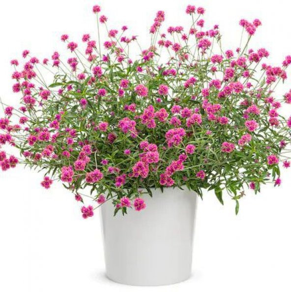 Nadir Medine Çiçeği Tohumu Ekim Seti 5 Tohum Çiçek Tohumu Saksı Toprak Kombin