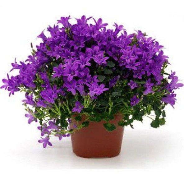 Nadir İthal Mor Campanula Çiçeği Tohumu Çiçek Tohumu 10 Tohum - Resim 3