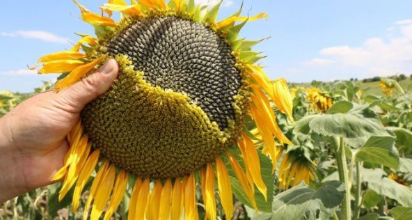 Eko Paket 50 Tohum Ayçiçeği Tohumu Çiğdem Çekirdek Tohumu - 3