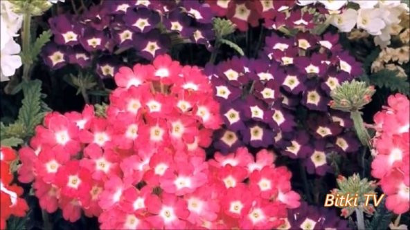 Nadir Karışık Verbana Çiçeği Tohumu Ekim Seti Çiçek Tohumu 5 Tohum Saksı Toprak Kombin - Resim 3