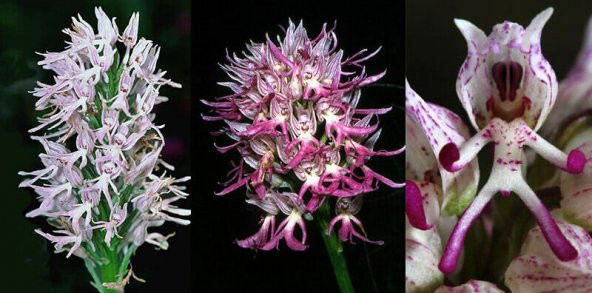 Nadir İthal İnsan Orkide Tohumu Ekim Seti 5 Tohum Orkide Çiçeği Tohumu Saksı Toprak Kombin - 2