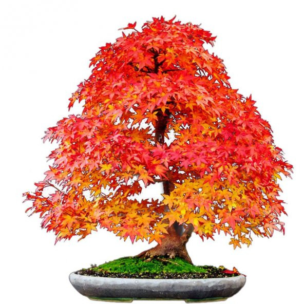 Nadir İthal Bodur Acer Negundo Bonzai Ağacı Tohumu 5 Tohum Bonsai Tohumu