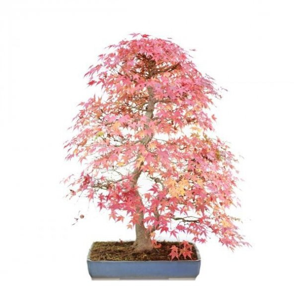 Nadir İthal Bodur Acer Platum Bonzai Ağacı Tohumu Ekim Seti 5 Tohum Saksı Toprak Kombin