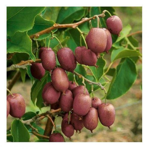 İthal Nadir Tropikal Kırmızı Kivi Tohumu Ekim Seti 5 Tohum Saksı Toprak Kombin - Resim 2