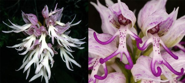 Nadir İthal İnsan Orkide Tohumu Ekim Seti 5 Tohum Orkide Çiçeği Tohumu Saksı Toprak Kombin - 3