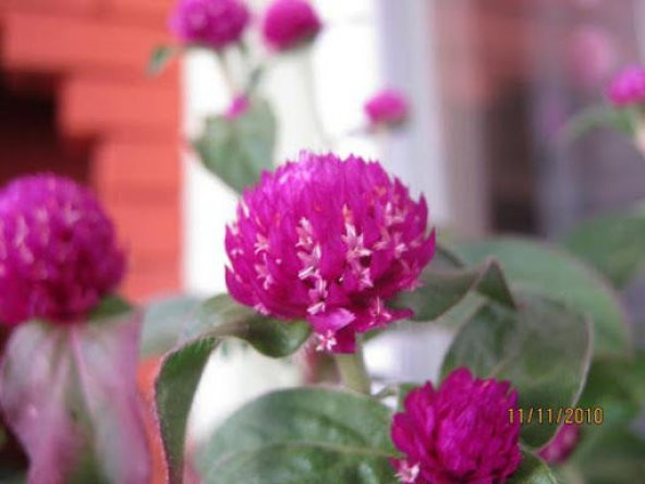 Nadir Medine Çiçeği Tohumu Ekim Seti 5 Tohum Çiçek Tohumu Saksı Toprak Kombin - 3