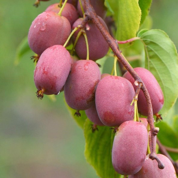 4 Farklı Renk Kivi Tohumu Ekim Seti Sarı Yeşil Kırmızı Mor 20 Tohum Saksı Toprak Kombin - 3