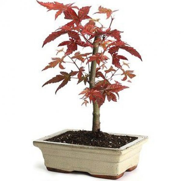 Nadir İthal Bodur Acer Platum Bonzai Ağacı Tohumu Ekim Seti 5 Tohum Saksı Toprak Kombin - 2