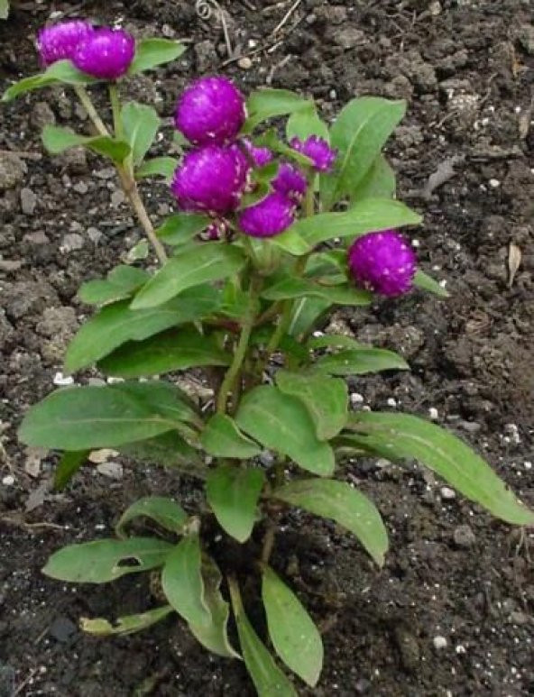 Nadir Medine Çiçeği Tohumu Ekim Seti 5 Tohum Çiçek Tohumu Saksı Toprak Kombin - 4