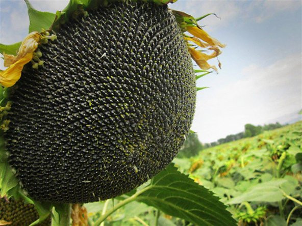 Süper Paket 100 Tohum Ayçiçeği Tohumu Çiğdem Çekirdek Tohumu - Resim 5
