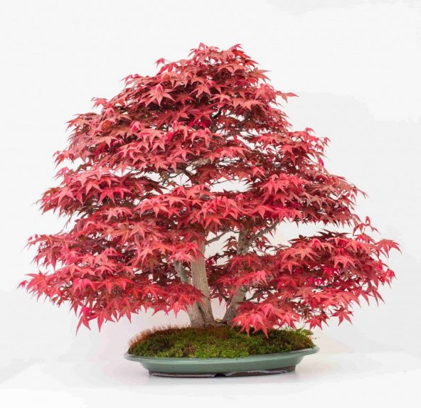 Nadir İthal Acer Negundo Bonzai Ağacı Tohumu Ekim Seti 5 Tohum Saksı Toprak Kombin - Resim 3