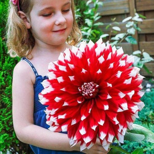 İthal Nadir Karışık Dev Dahlia Çiçeği Tohumu Ekim Seti Çiçek Tohumu 5 Tohum Saksı Toprak Kombin