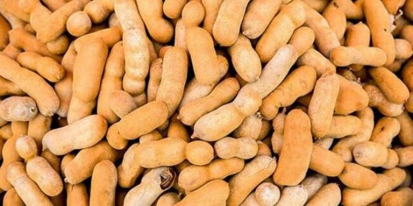 İthal Tropikal Demirhindi Ekim Seti Demir Hindi Meyvesi Tohumu 2 Tohum Saksı Toprak Kombin - Resim 3