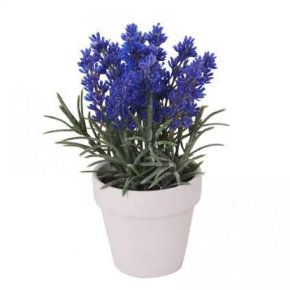 Nadir İthal Mis Kokulu İngiliz Lavanta Tohumu Ekim Seti Çiçek Tohumu 20 Tohum Saksı Toprak Kombin - Resim 2