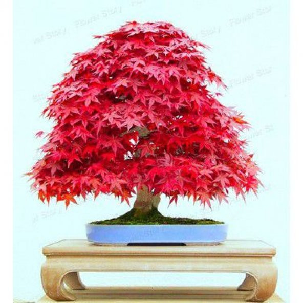 Nadir İthal Acer Negundo Bonzai Ağacı Tohumu Ekim Seti 5 Tohum Saksı Toprak Kombin - Resim 4