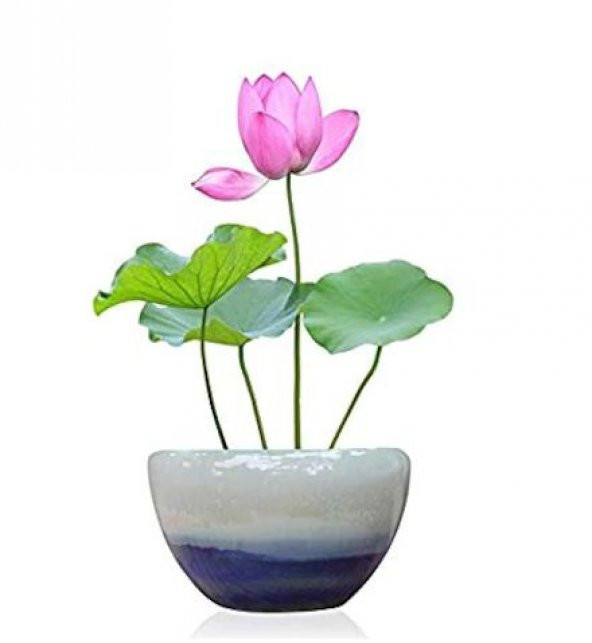 Nadir İthal Lotus Tohumu 3 Tohum Lotus Çiçeği Tohumu Nilüfer Tohumu Su Zambağı Tohumu Zambak Tohumu