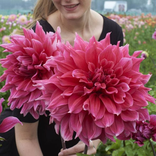 İthal Nadir Karışık Dev Dahlia Çiçeği Tohumu Ekim Seti Çiçek Tohumu 5 Tohum Saksı Toprak Kombin - 2