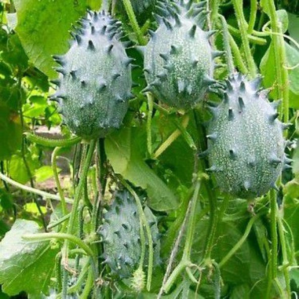 İthal Nadir Kiwano Tohumu Ekim Seti Kivano Meyvesi Tohumu 5 Tohum Saksı Toprak Kombin - 4