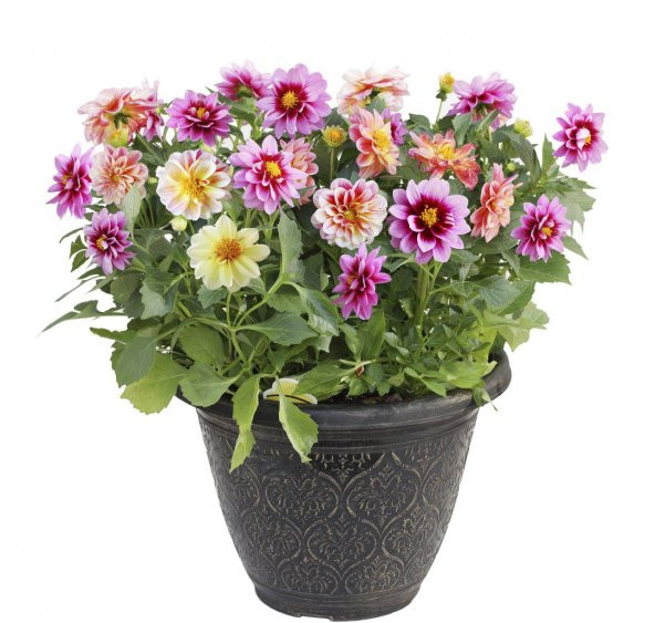 Nadir İthal Karışık Dahlia Çiçeği Tohumu Dinnerplate Çiçek Tohumu 5 Tohum