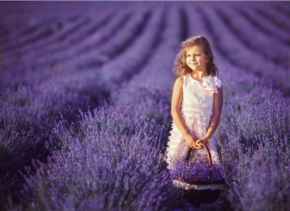 Nadir İthal Mis Kokulu İngiliz Lavanta Tohumu Ekim Seti Çiçek Tohumu 20 Tohum Saksı Toprak Kombin - Resim 4