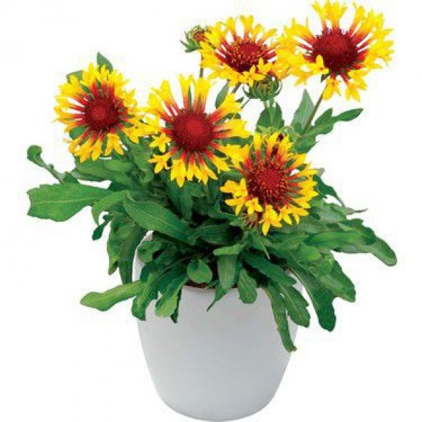 Nadir İthal Gayardia Çiçeği Tohumu Çiçek Tohumu 5 Tohum