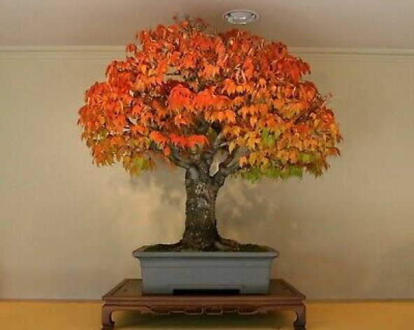 Nadir İthal Bodur Liquidambar Bonzai Ağacı Tohumu 5 Tohum Bonsai Tohumu - 4