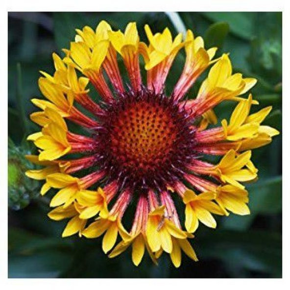 Nadir İthal Gayardia Çiçeği Tohumu Çiçek Tohumu 5 Tohum - 2