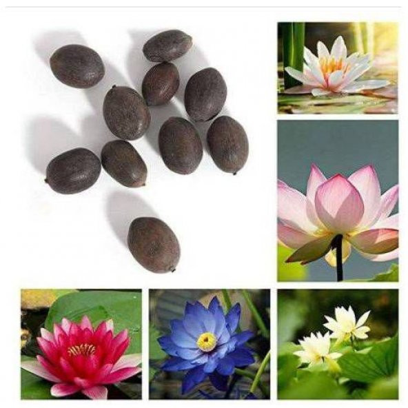 Nadir İthal Lotus Tohumu 20 Tohum Lotus Çiçeği Tohumu Nilüfer Tohumu Su Zambağı Tohumu Zambak Tohumu - 4