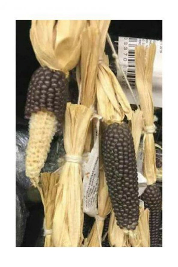 Nadir İthal Mor Parmak Mısır Tohumu Bolivya Mısırı 3 Tohum - Resim 2