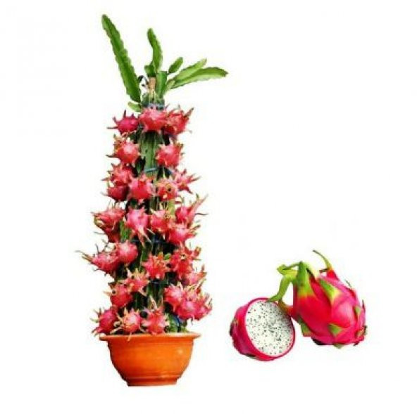 Tropikal Saksılık Pitaya Tohumu 5 Tohum Ejder Meyvesi Tohumu Pithaya