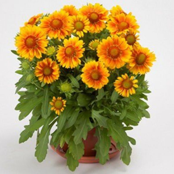 Nadir İthal Gayardia Çiçeği Tohumu Çiçek Tohumu 5 Tohum - 3