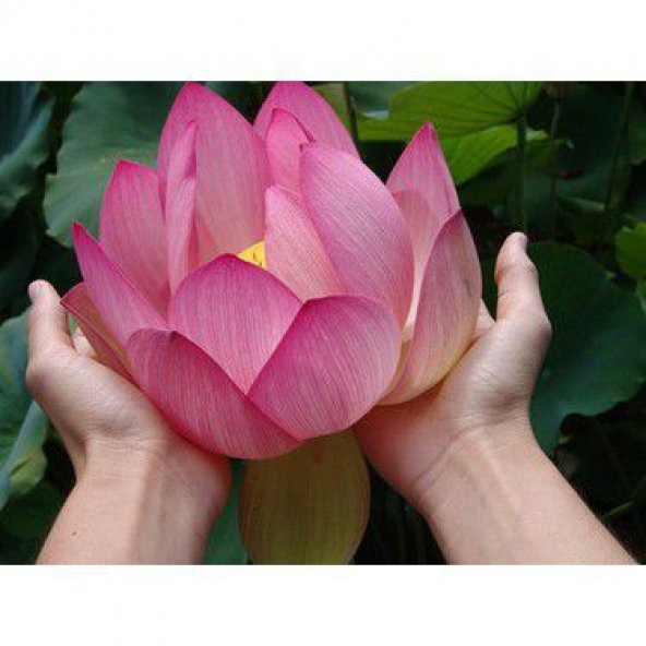 Nadir İthal Lotus Tohumu 20 Tohum Lotus Çiçeği Tohumu Nilüfer Tohumu Su Zambağı Tohumu Zambak Tohumu - 5