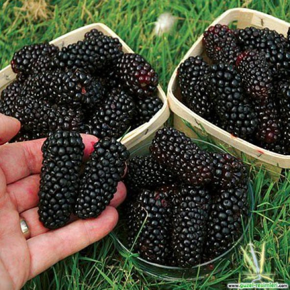 Nadir İri Cins Ahu Dudu Ahududu Kara Böğürtlen Tohumu 5 Tohum - 2