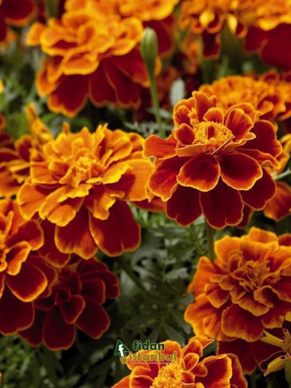 Karagöz Çiçeği Tohumu Ekim Seti 5 Tohum Çiçek Tohumu Saksı Toprak Kombin - 4