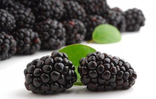 Nadir İri Cins Ahu Dudu Ahududu Kara Böğürtlen Tohumu 5 Tohum - 3