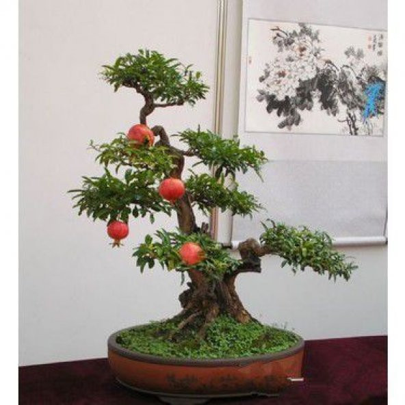 Nadir İthal Bodur Nar Bonzai Ağacı Tohumu 5 Tohum Bonsai Tohumu - Resim 2