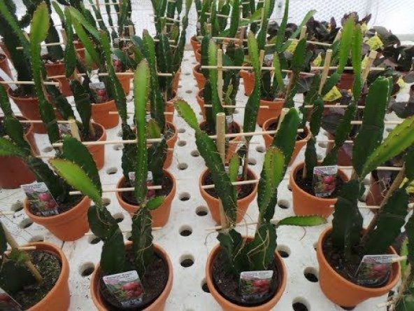 İthal Nadir Tropikal Kırmızı Pitaya Tohumu 100 Tohum Ejder Meyvesi Tohumu Pithaya - Resim 3