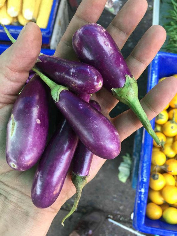 Nadir İthal Thailand Minyatür Kemer Patlıcan Tohumu Ekim Seti 5 Tohum Saksı Toprak Kombin