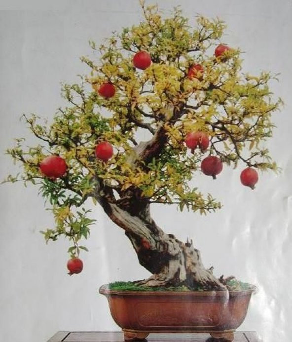 Nadir İthal Bodur Nar Bonzai Ağacı Tohumu 5 Tohum Bonsai Tohumu - Resim 4