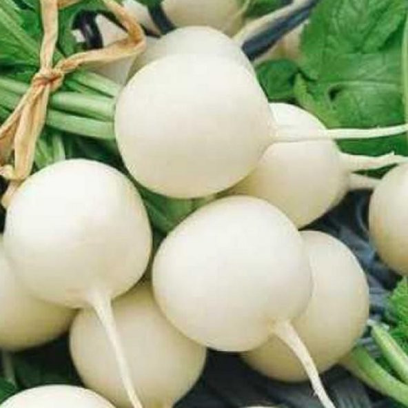 Eko Paket 500 Tohum Nadir Beyaz Turp Tohumu - 2