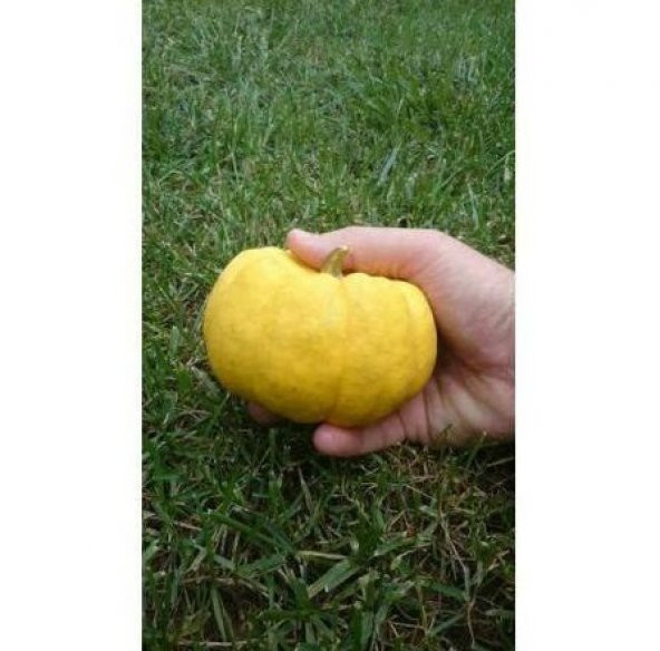 Nadir İthal Mini Sarı Kabak Tohumu 5 Tohum - Resim 2