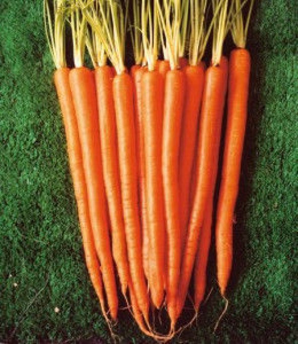 Havuç Tohumu Ekim Seti 100 Tohum Saksı Toprak Kombin - Resim 2