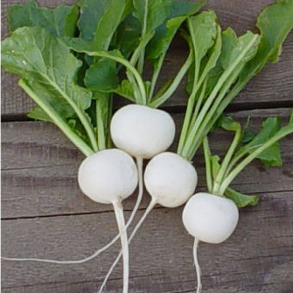 Eko Paket 500 Tohum Nadir Beyaz Turp Tohumu - 3