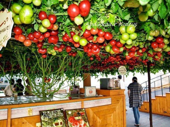Nadir İtalyan Domates Ağacı Tohumu Ekim Seti Domates Tohumu 5 Tohum Saksı Toprak Kombin - Resim 4