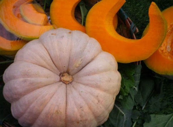 Meşhur Mantaş Kabağı Tohumu 5 Tohum Kabak Tohumu - 2