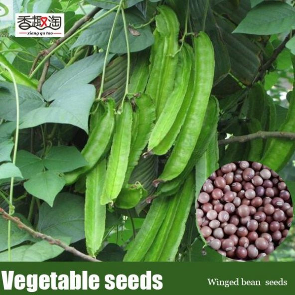 Nadir Kanatlı Fasulye Tohumu Ekim Seti 3 Tohum Fasülye Tohumu Saksı Toprak Kombin - 3