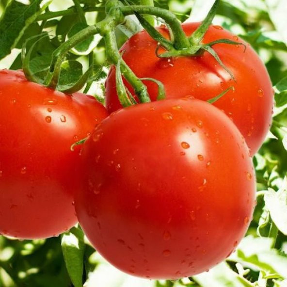 Süper Paket 150 Tohum Meşhur Erkenci Falkon Domates Tohumu - 2
